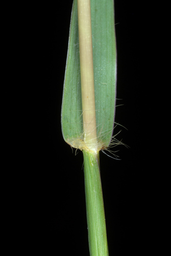 Bothriochloa pertusa