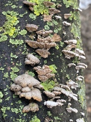 Schizophyllum commune