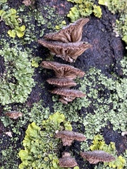 Schizophyllum commune