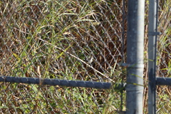 Mimus polyglottos image