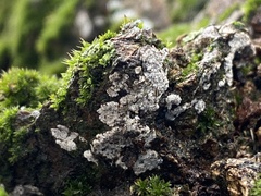 Fungi