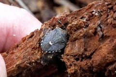 Holcostethus albipes