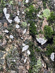 Fungi