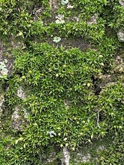 Orthotrichum diaphanum