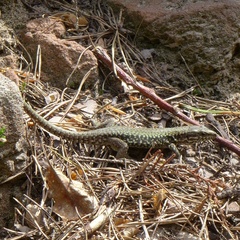 Podarcis muralis