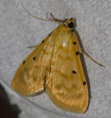 Notarcha