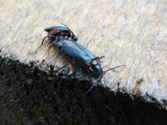 Chauliognathus magellanicus