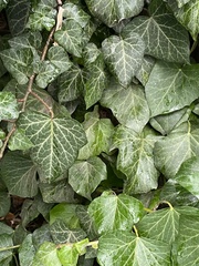 Hedera helix