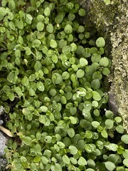 Stellaria media