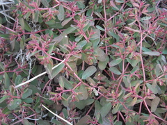 Euphorbia humifusa