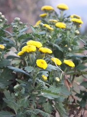 Chrysanthemum morifolium