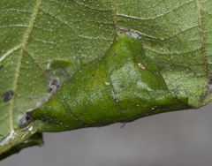 Notarcha