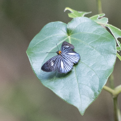 Pythonides lancea