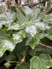 Hedera helix