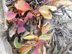 Puccinia magellanica