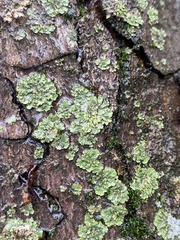 Phaeophyscia orbicularis