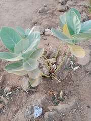 Calotropis procera