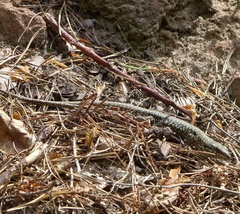 Podarcis muralis