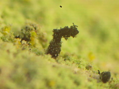 Microcalicium disseminatum