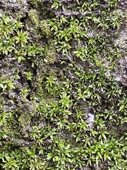 Bryopsida