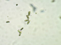 Microcalicium disseminatum
