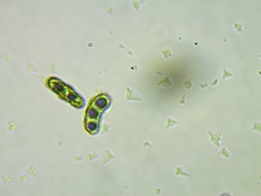 Microcalicium disseminatum