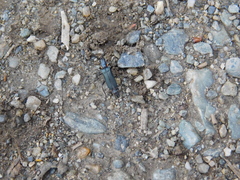 Chauliognathus magellanicus