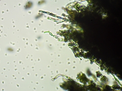 Microcalicium disseminatum