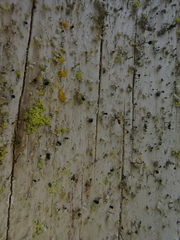 Microcalicium disseminatum