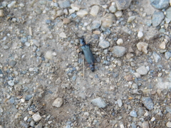 Chauliognathus magellanicus