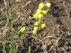 Linaria macroura