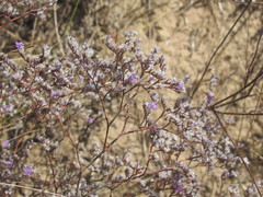 Limonium sareptanum