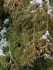 Platycladus orientalis