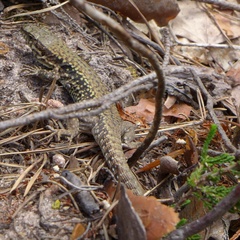 Podarcis muralis