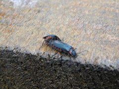 Chauliognathus magellanicus