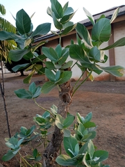 Calotropis procera
