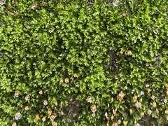 Bryopsida