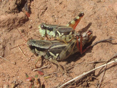 Melanoplus bohemani