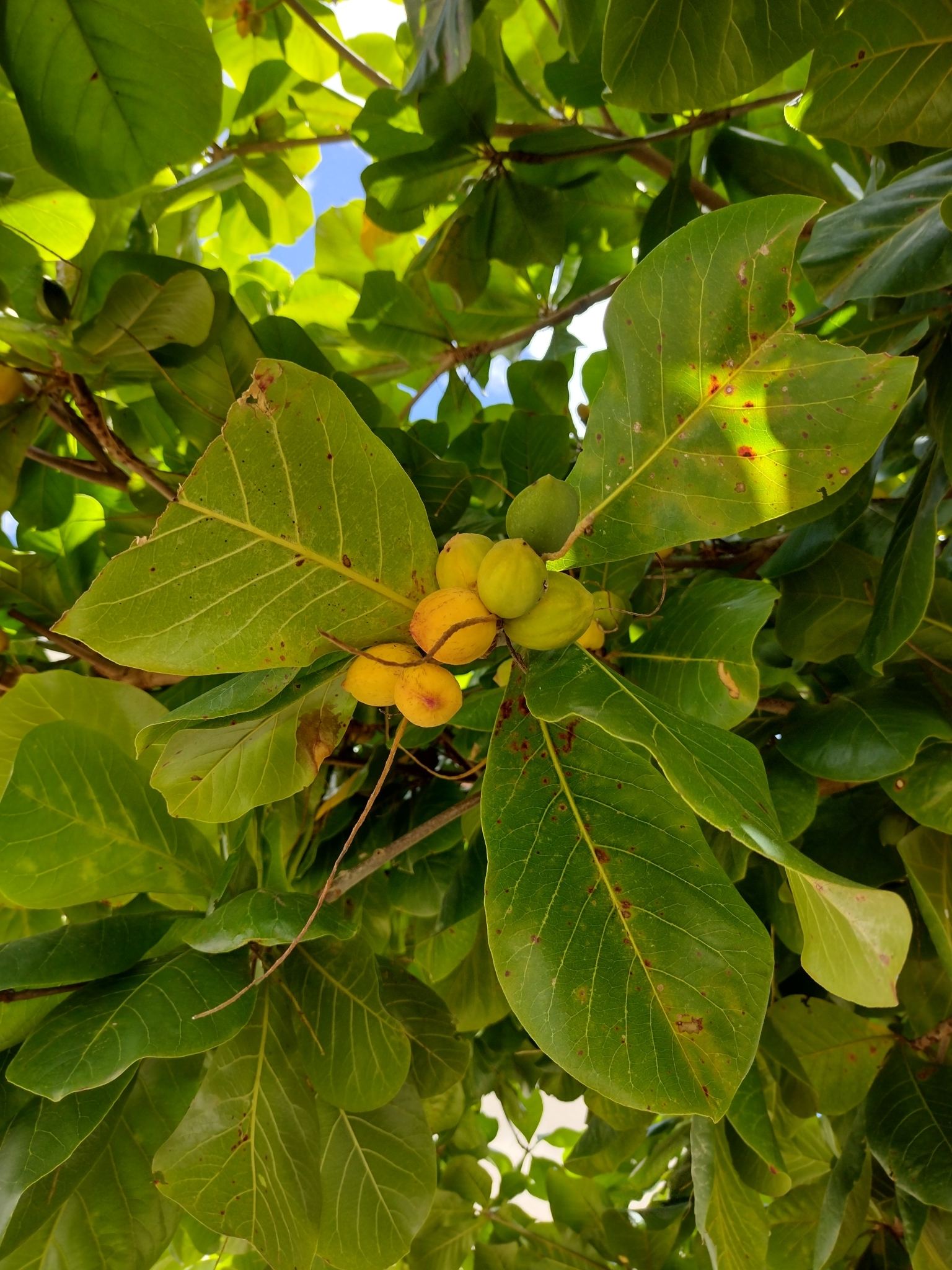 Terminalia catappa
