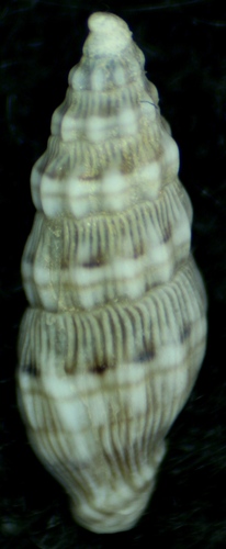 Costellariidae image
