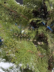 Platycladus orientalis