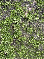 Orthotrichum diaphanum