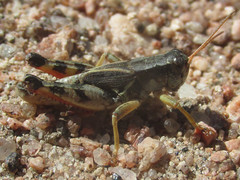 Melanoplus bohemani