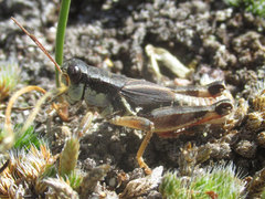 Melanoplus bohemani