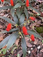 Image of Seemannia sylvatica