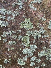Phaeophyscia orbicularis