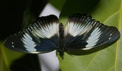 Pseudacraea