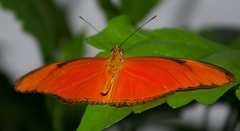 Dryas