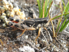 Melanoplus bohemani