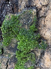Bryopsida